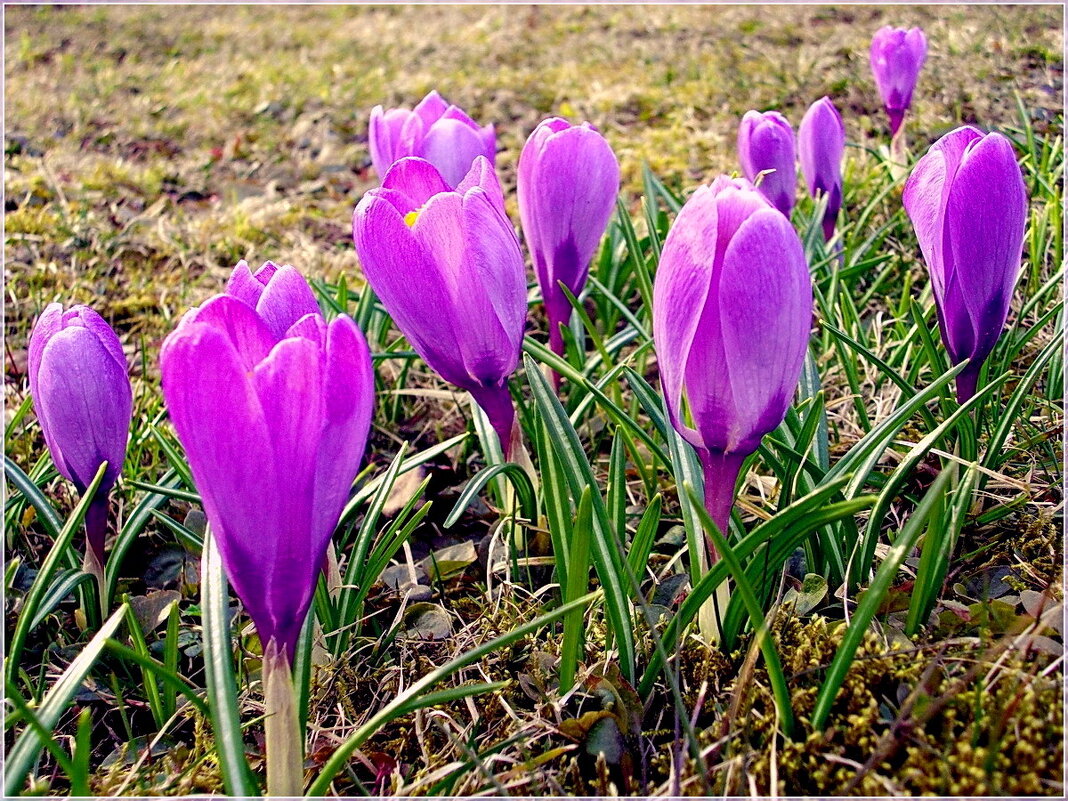 Крокусы - первенцы Весны! - Лия ☼