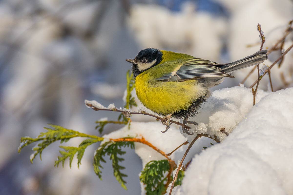 Большая синица. - Nikolay Lovec