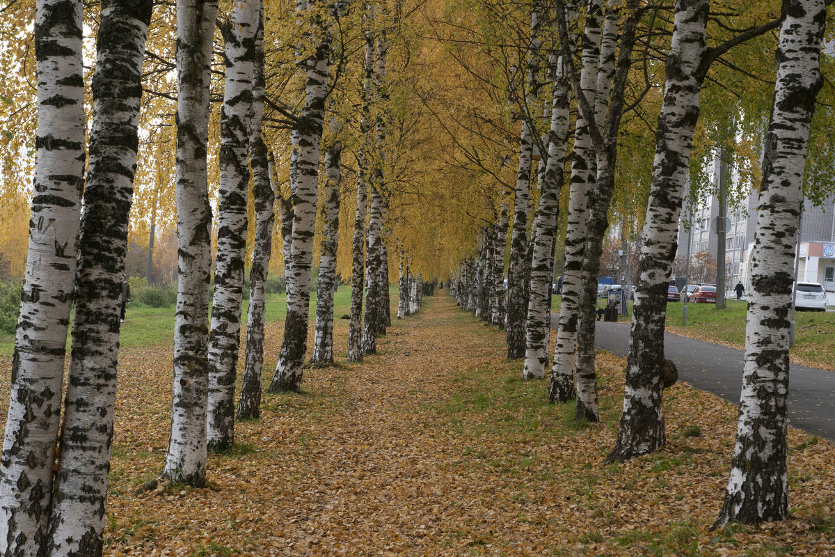 Золотая осень - Александр Буторин