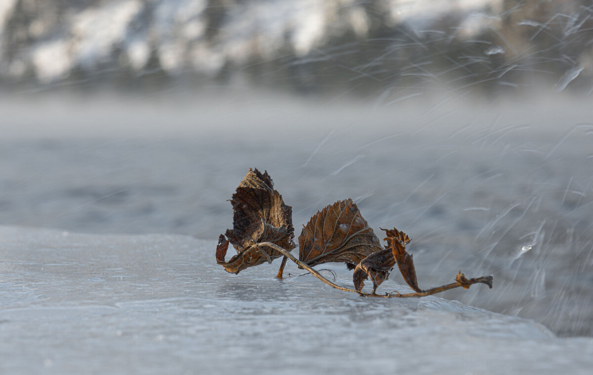 В брызгах ледяного дождя - Сергей Герасимов В брызгах ледяного дождя - Сергей Герасимов