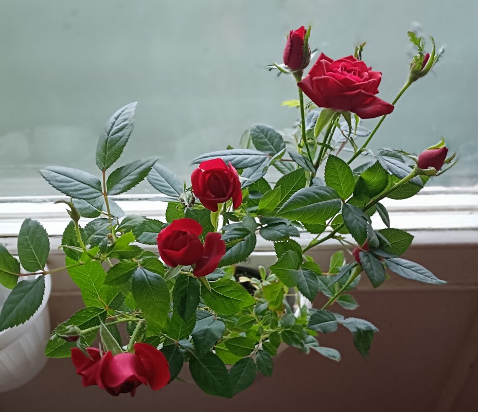 розы - Галина R...