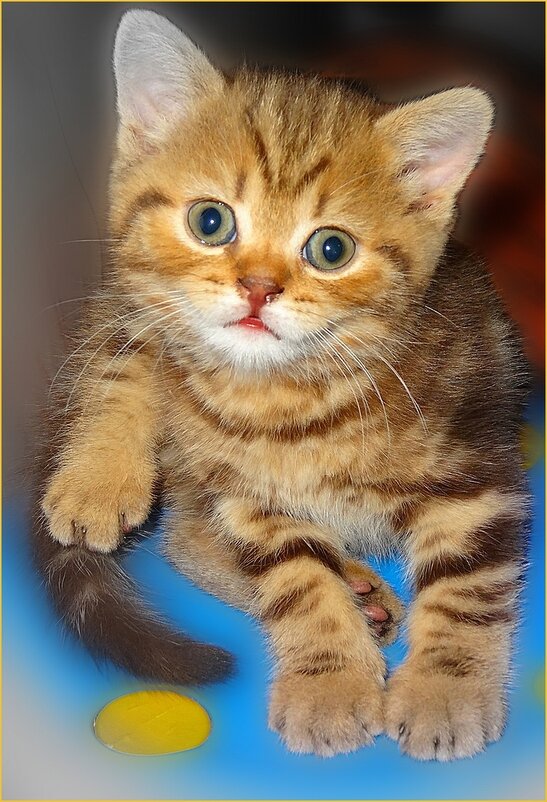 Маленький Барсик - Наталья ***