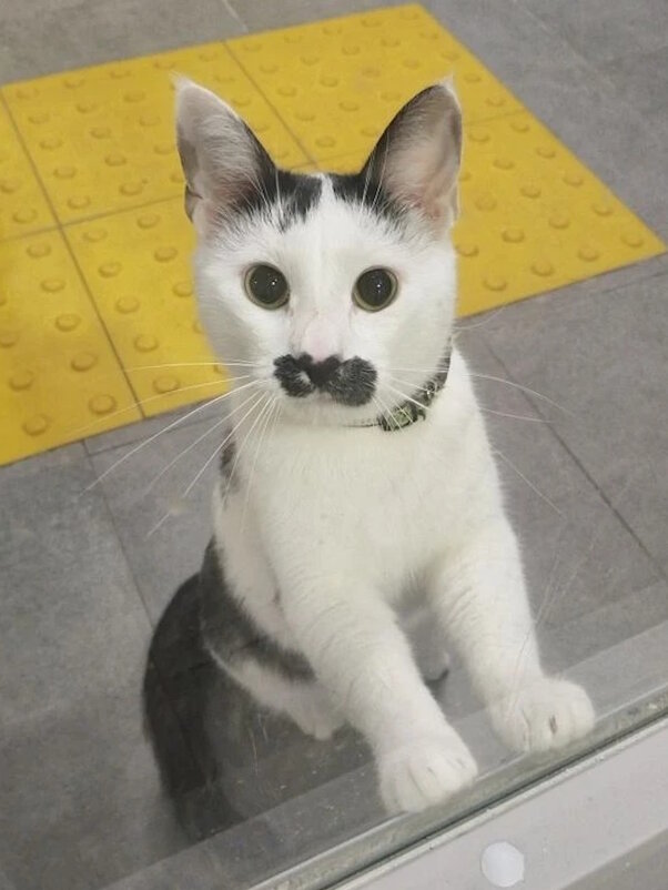 Ёрик - Ольга Довженко