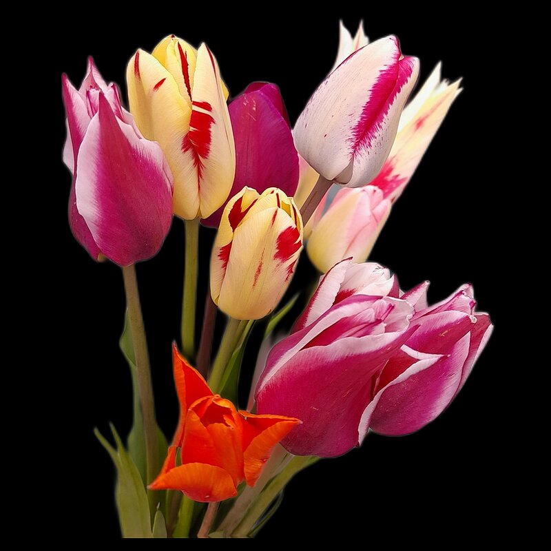 Букет тюльпанов - Наталья ***