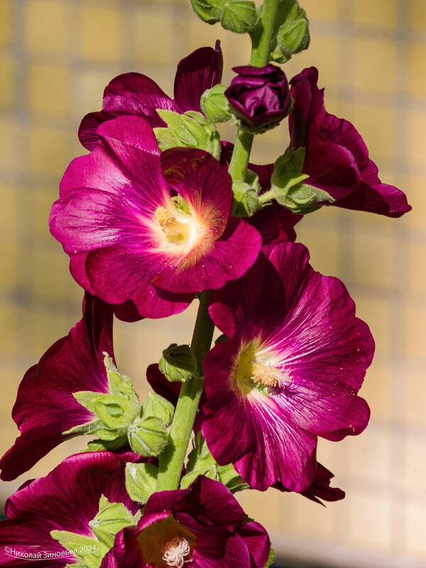 Мальва, шток-роза - Николай Зиновьев