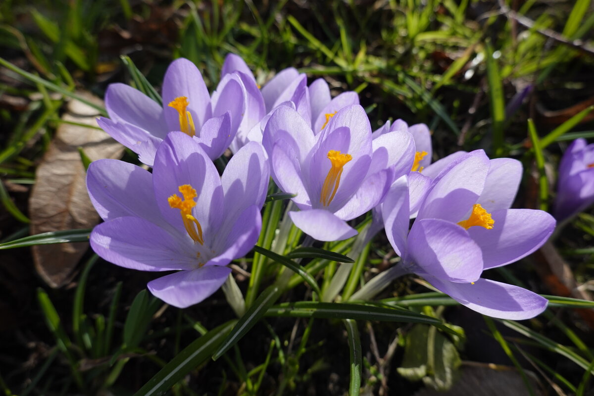 Мартовская нежность... - Галина 