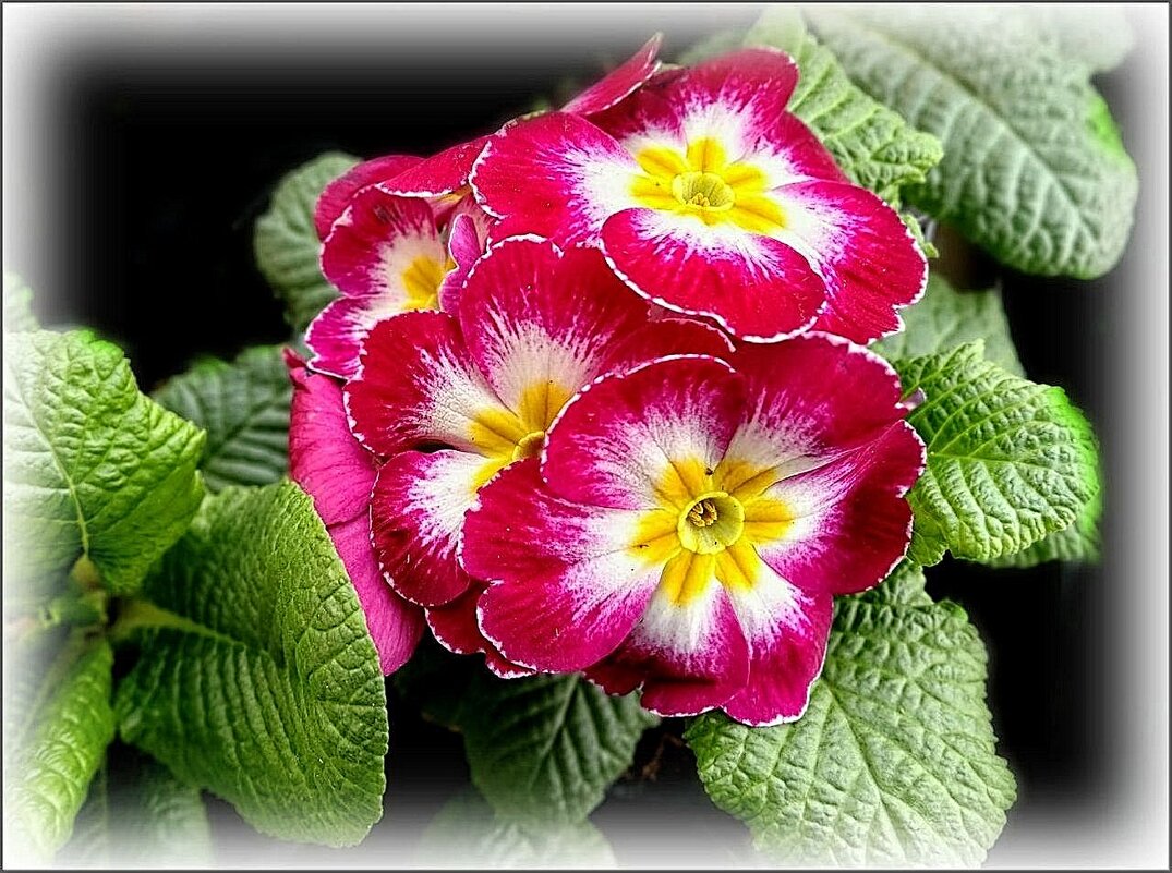 Примула - Елена Сухорученкова