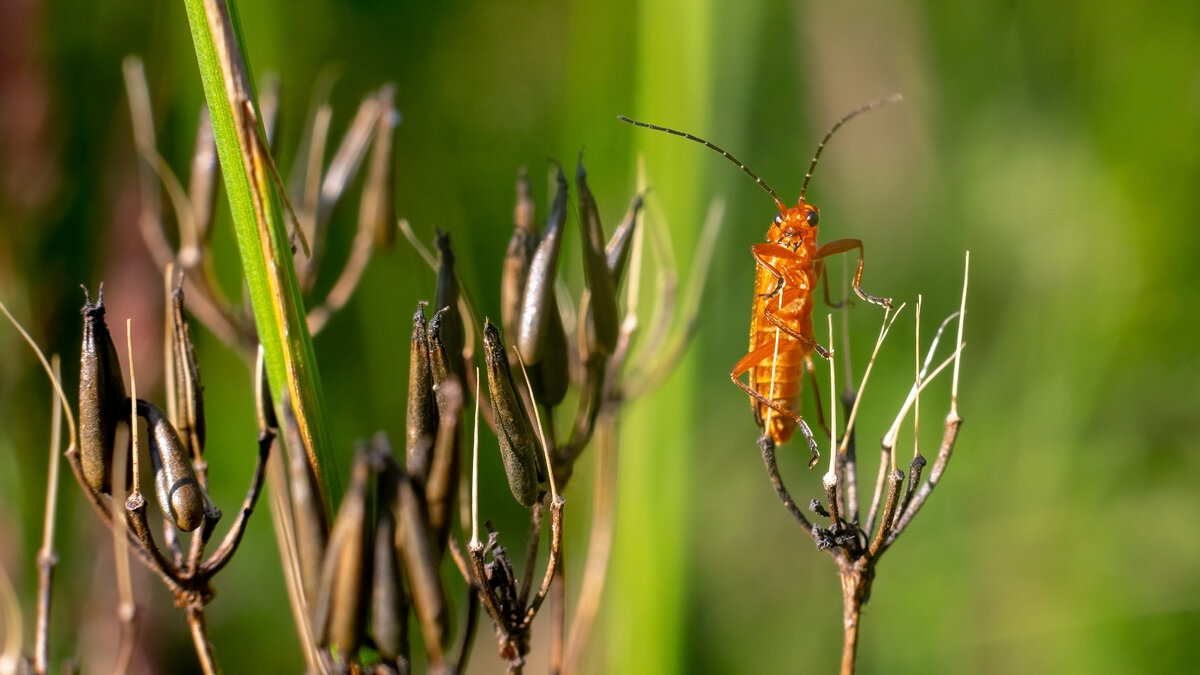 Лето. Макро - Владимир Лазарев