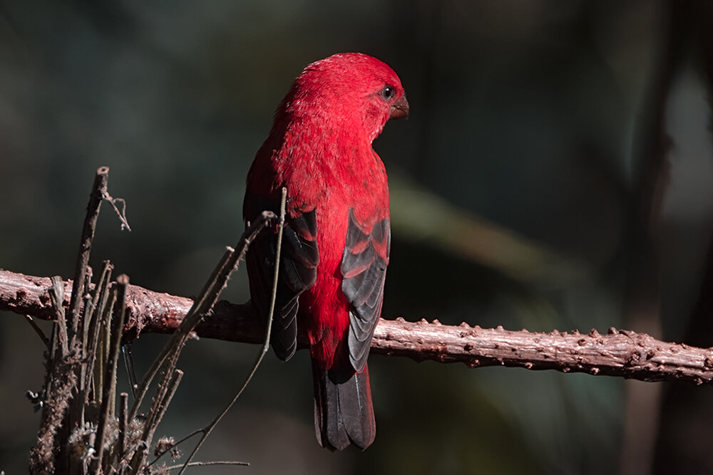 Алая чечевица - Yudong Liu