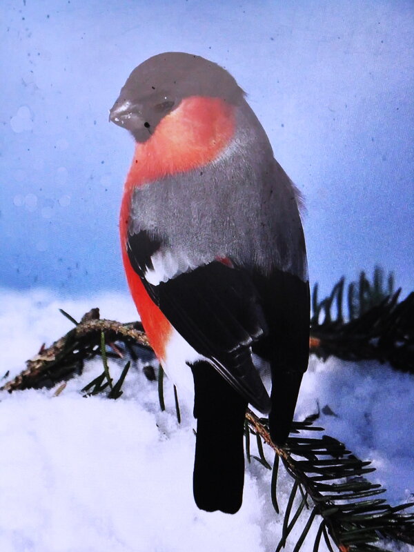 Красавчик - Людмила Смородинская