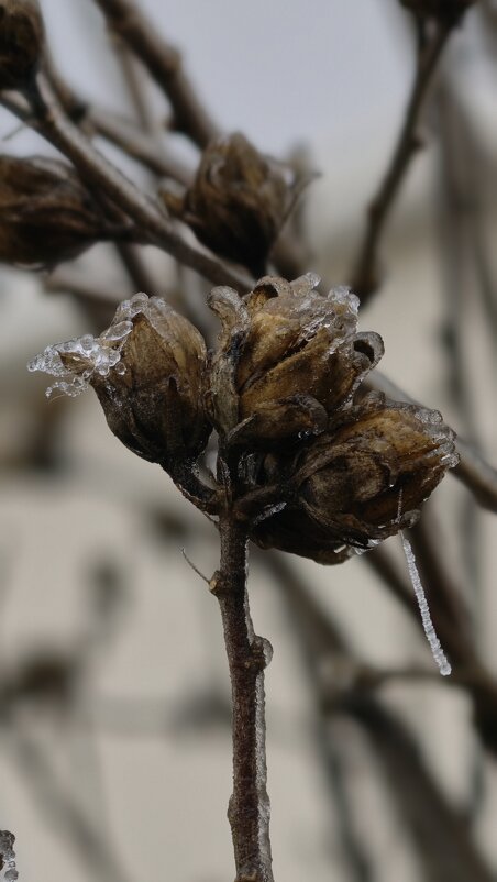 Ледяные цветы - Мариша 