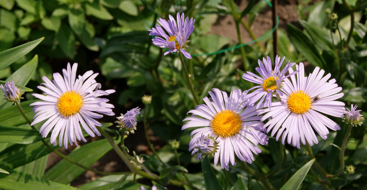 В саду. - сергей ермошкин