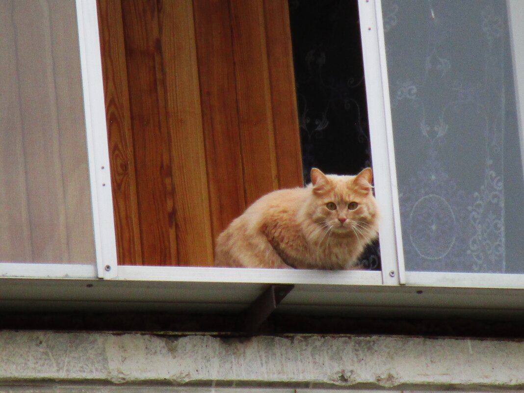 нижнетагильский кот - Елена Шаламова