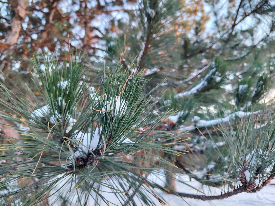 Сосна - Наталья (ShadeNataly) Мельник