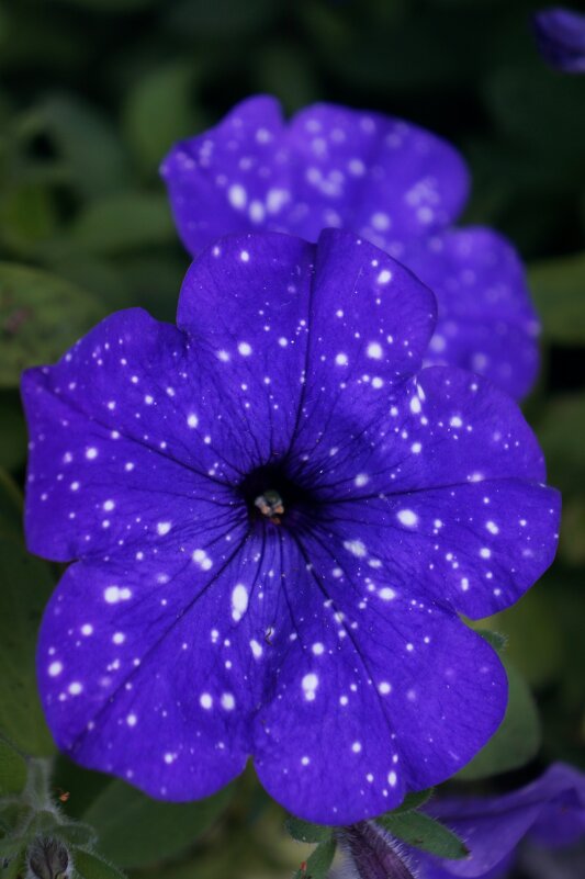 Петунии - Алёна Савина