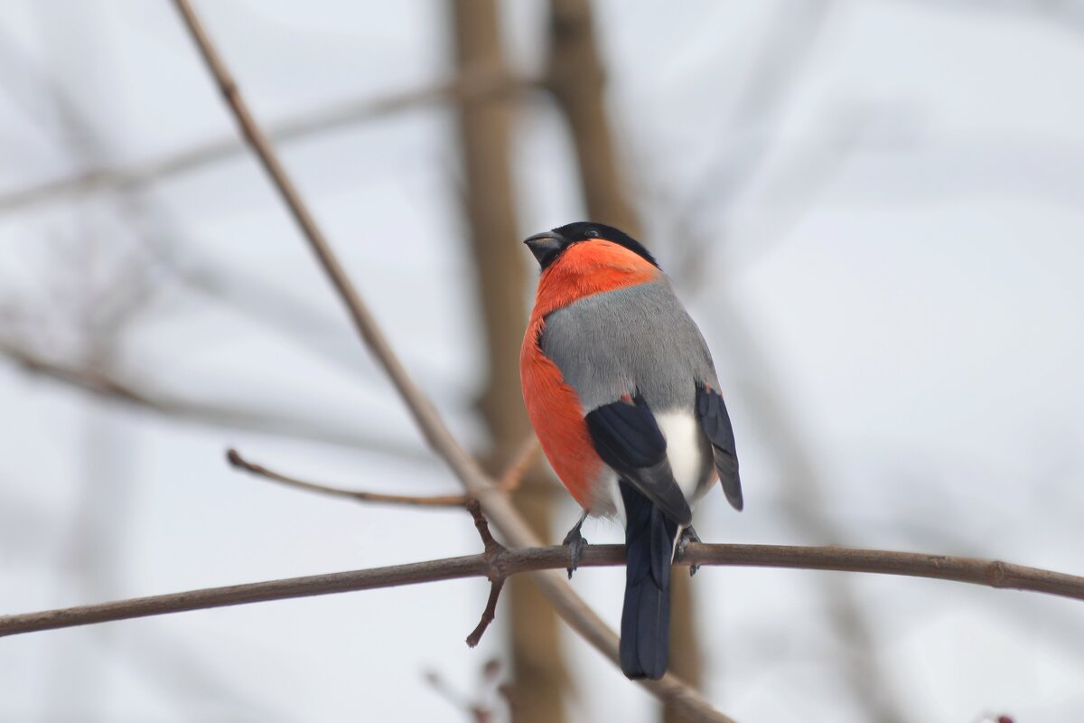 Где же моя ненаглядная, где? - Татьяна Бравая