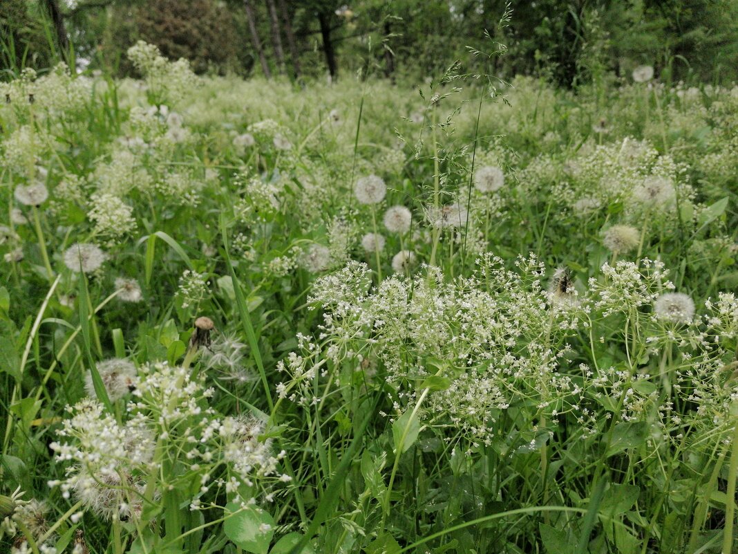 ,,, - Сергей Тимоновский