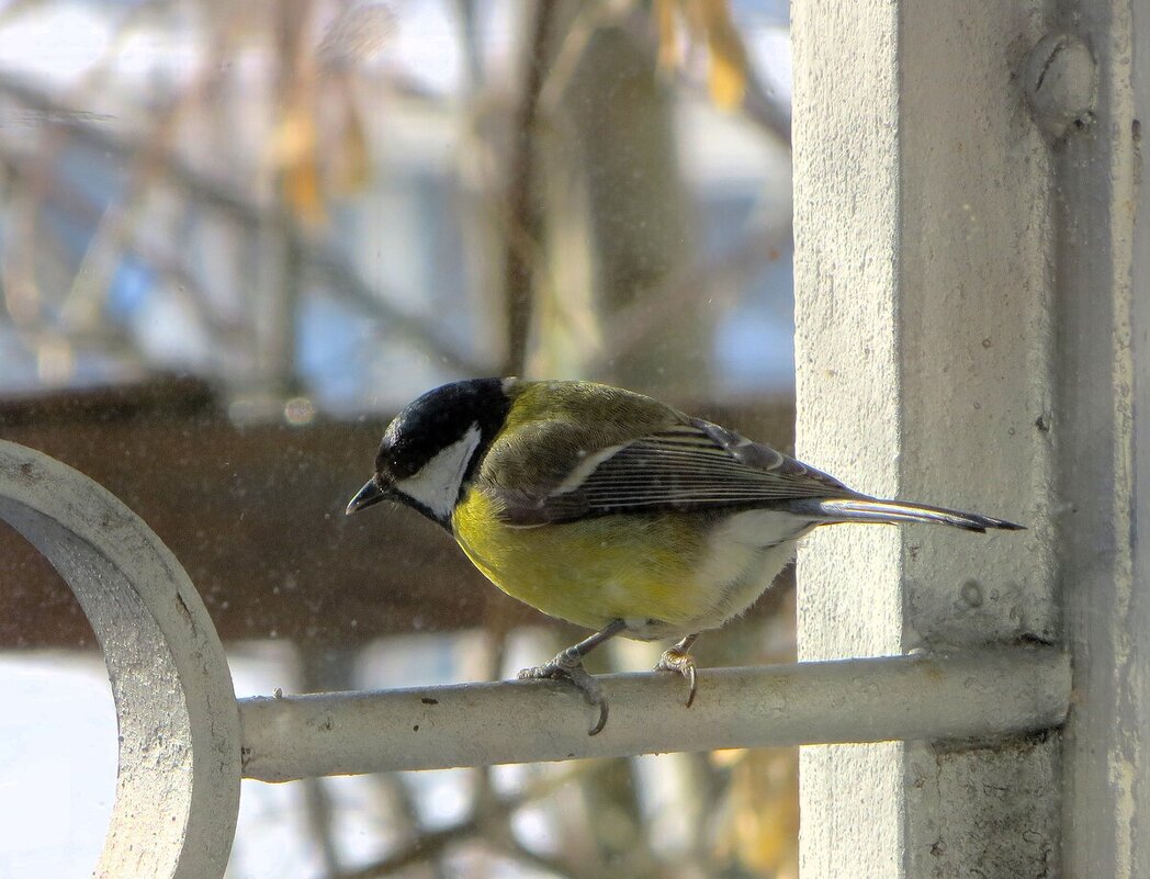 Синица - Лариса С.