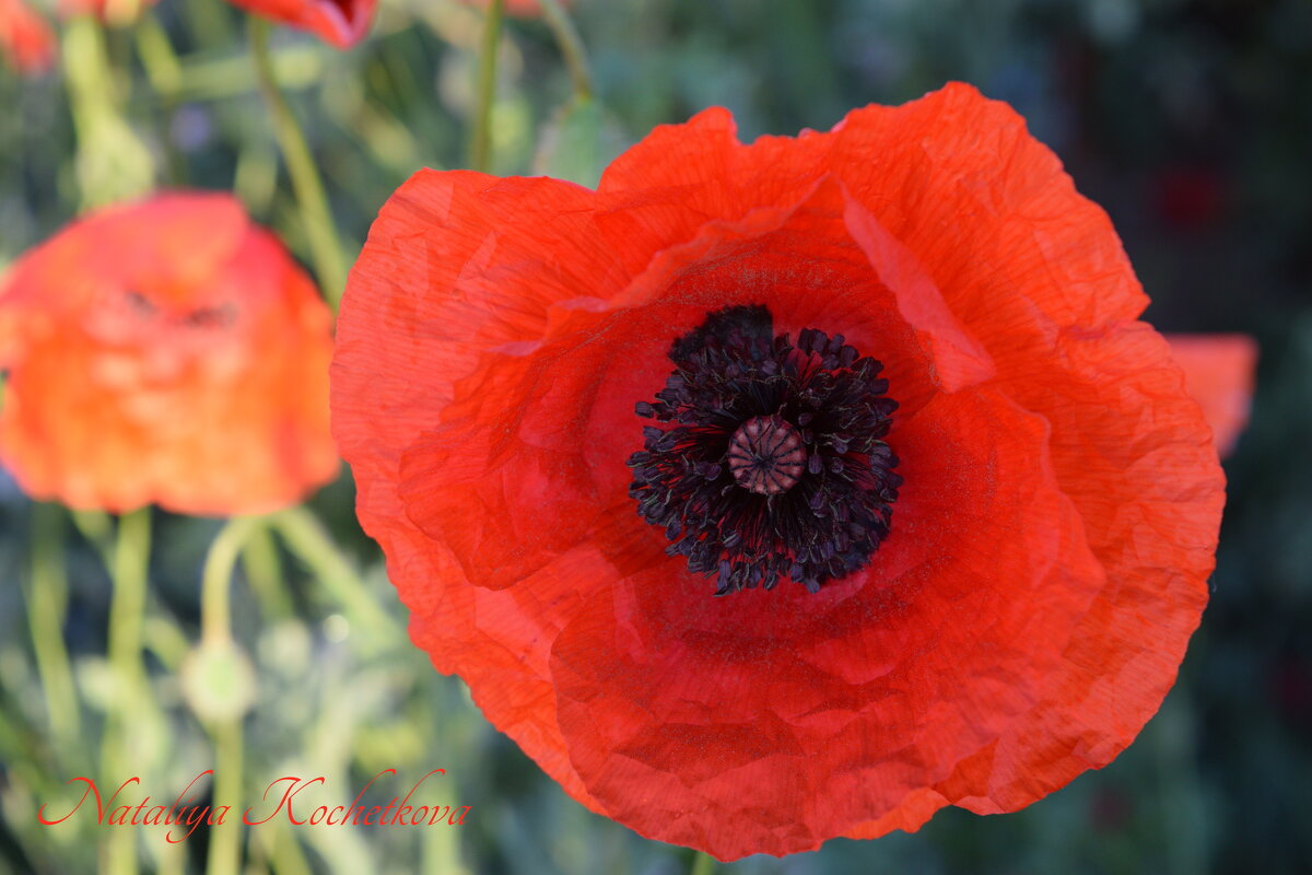 Природа Крыма - Изумительная Космея