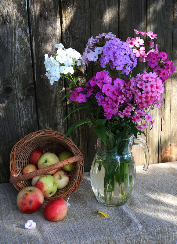 Флоксы - Владимир Гришин