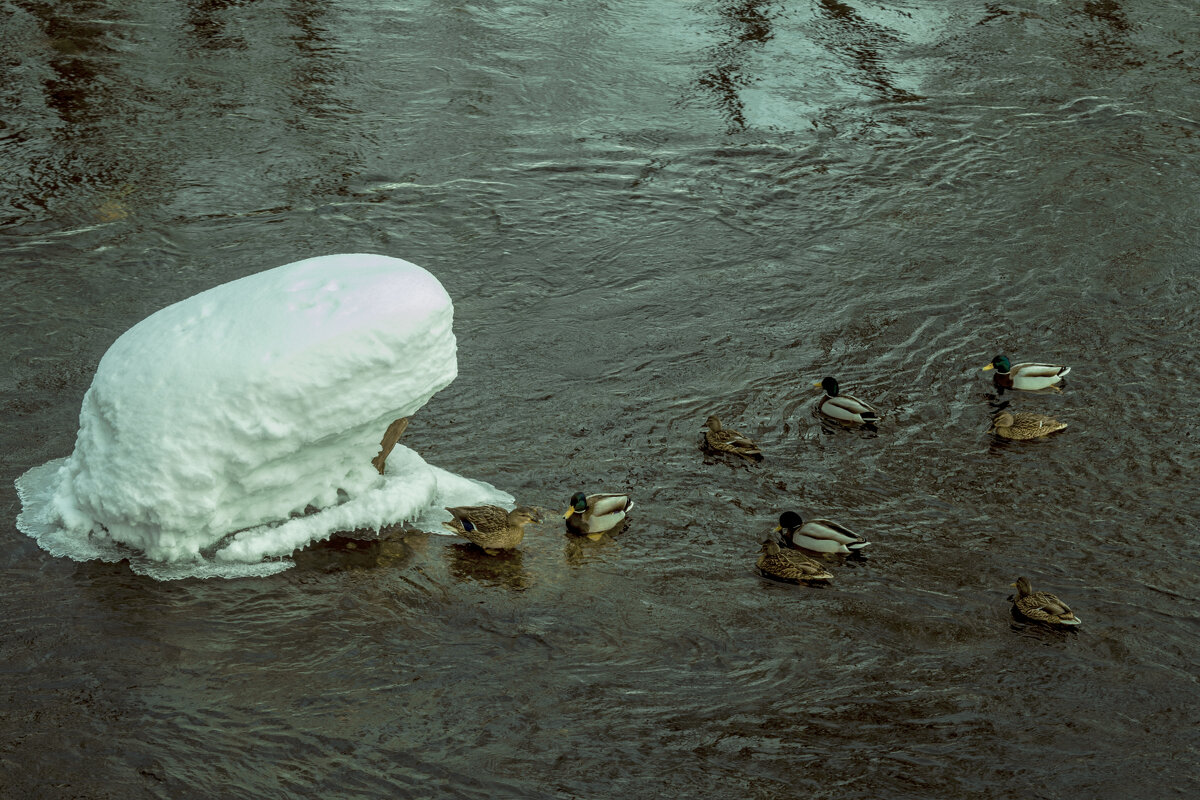 Весна речка Иж - Утки любовь зла - Владимир Максимов