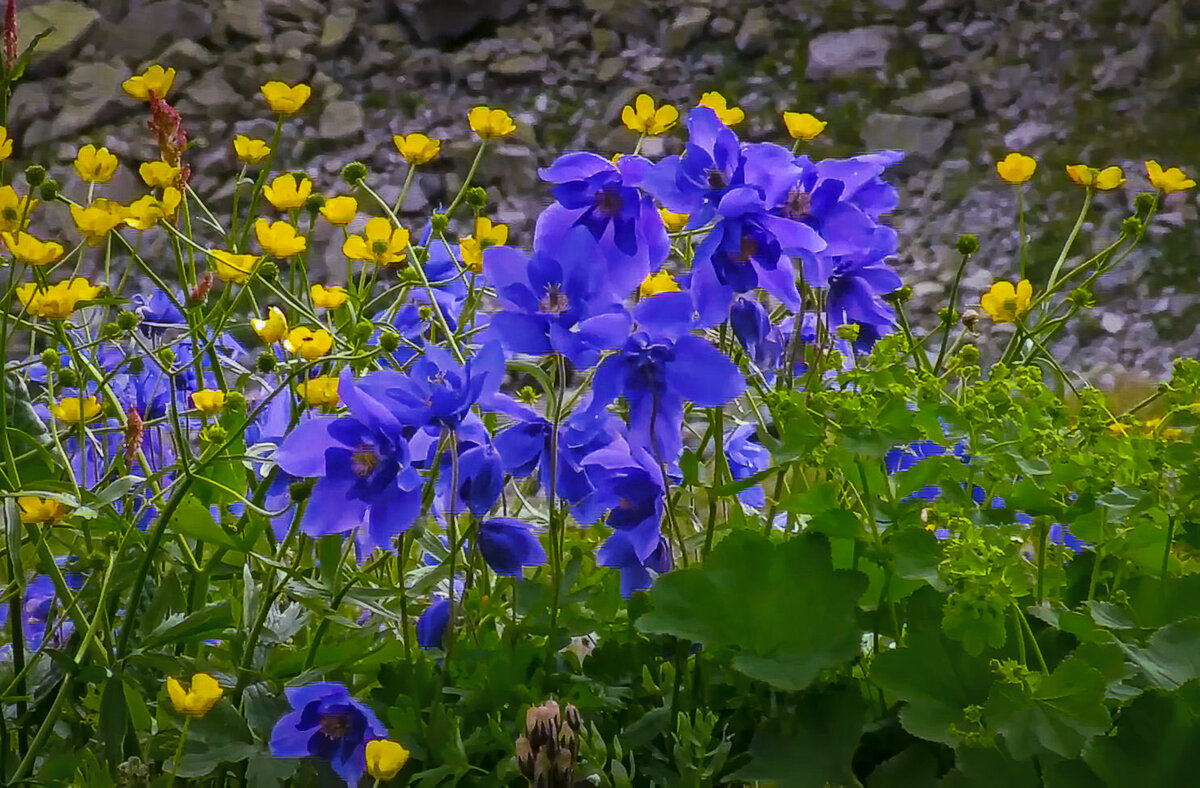 Водосбор - Aleksey Afonin