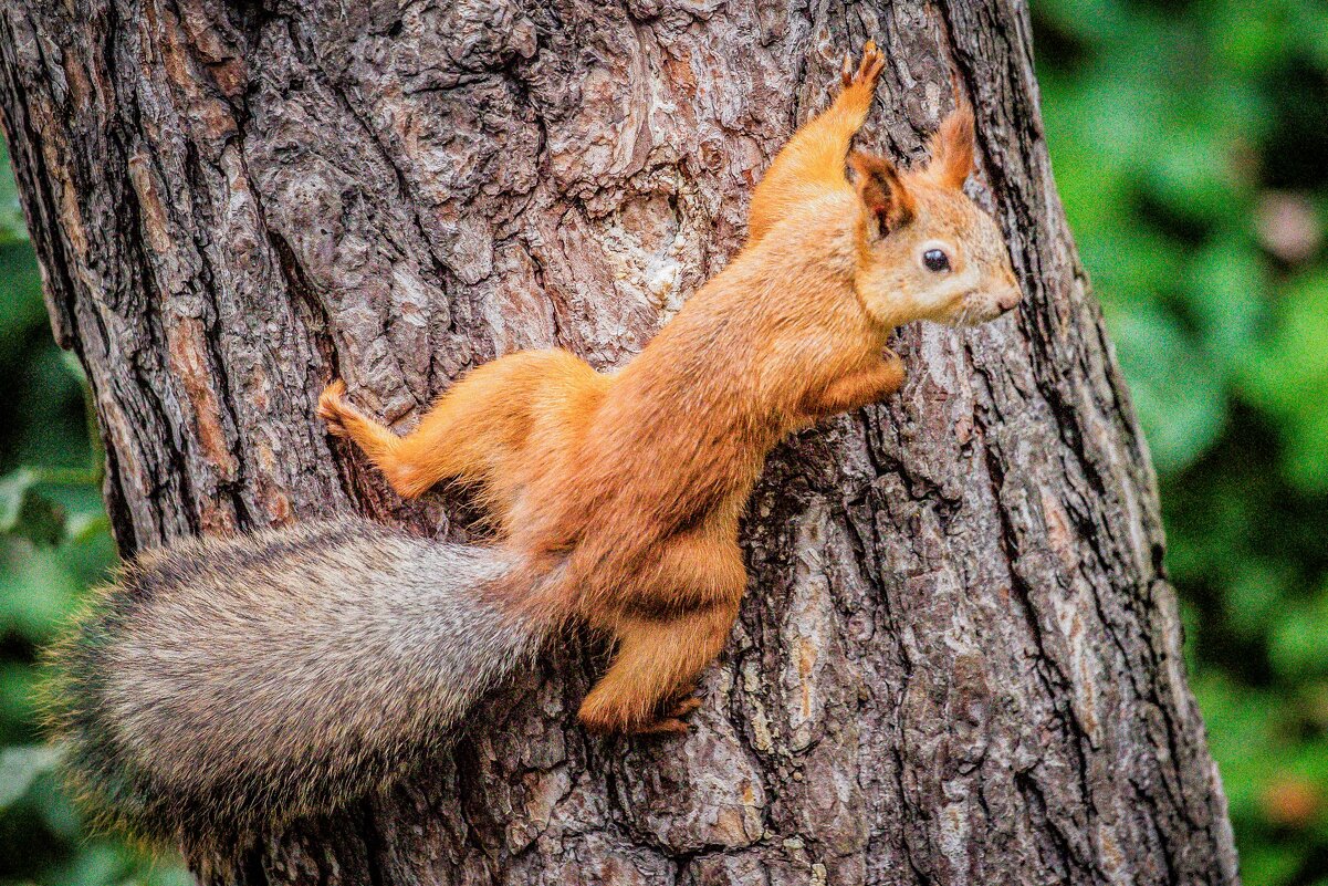 белка - Аркадий Лаптенко