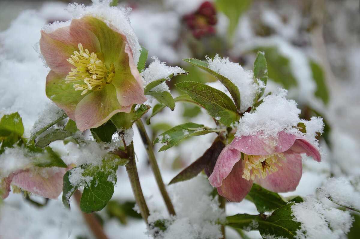 Капризы природы... - Надежда Куркина 