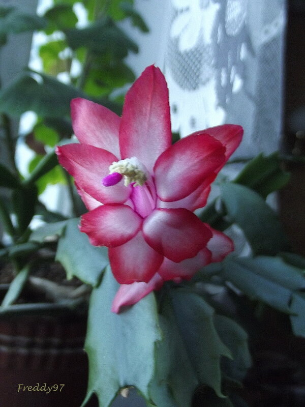 Декабрист - Freddy 97