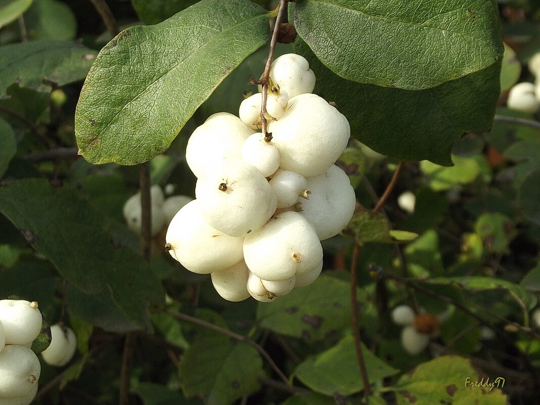 Снежноягодник - Freddy 97