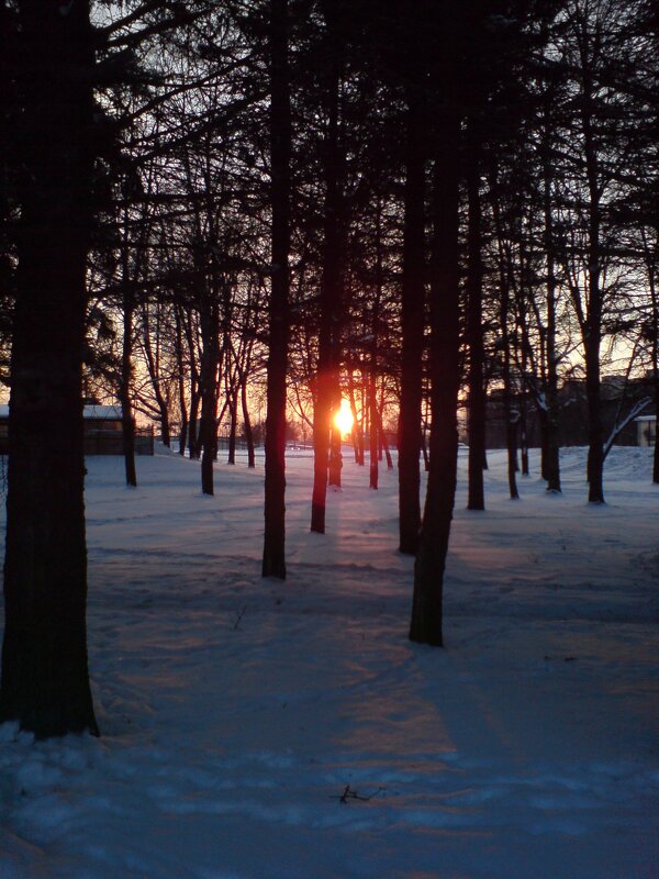 Пробираясь сквозь деревья - Not Lion