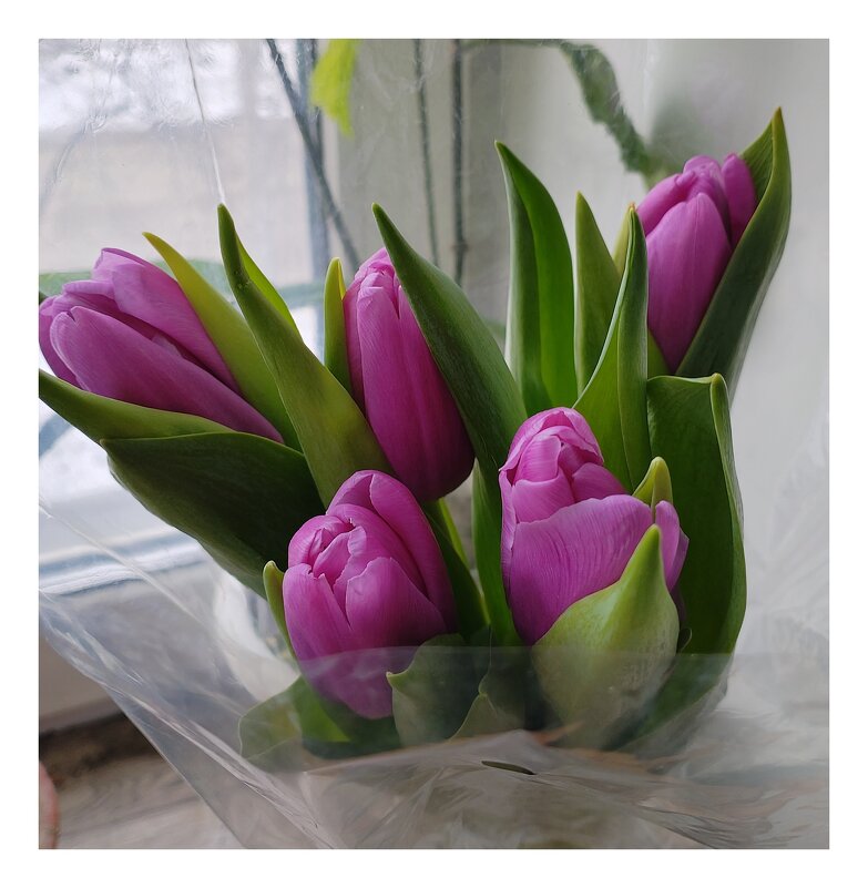 С праздником! - Galaelina ***