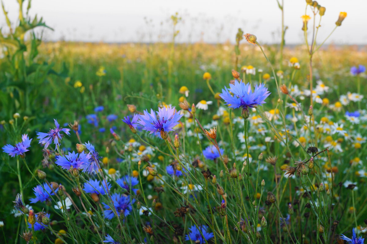 Полевые цветы - Сергей Ц