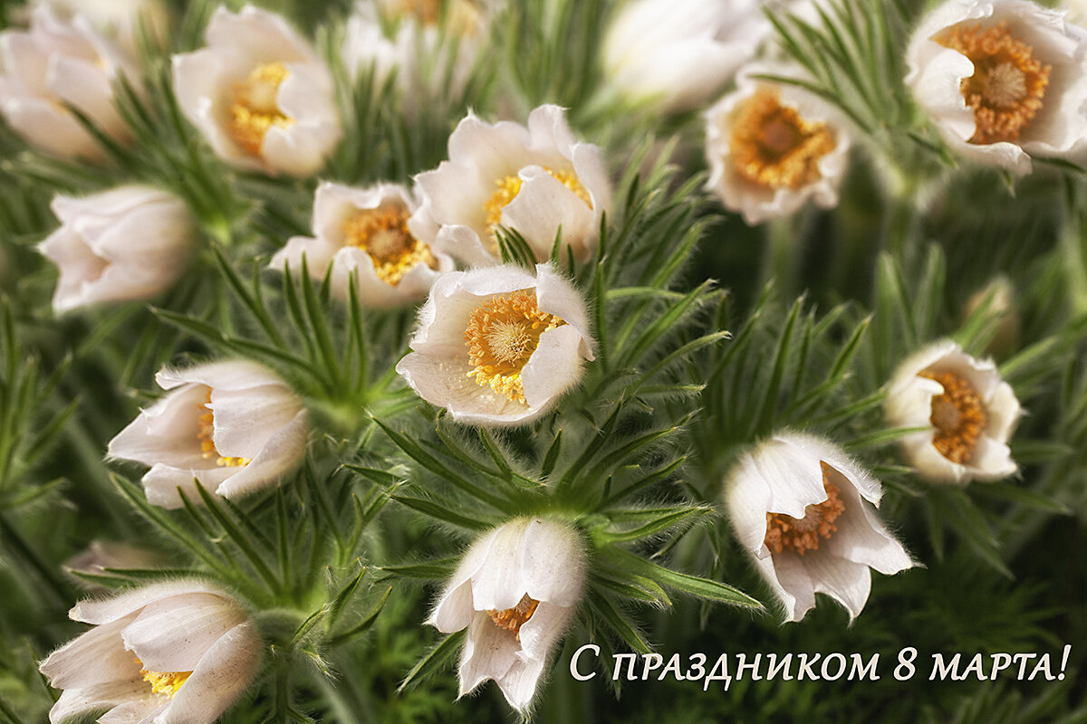 Поздравляю с праздником всех Фотографинь сайта! - Лилия *