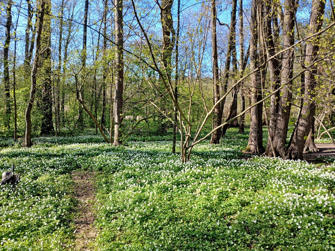 Куда ты, тропинка, меня привела...в красоту весеннюю! - Лия ☼
