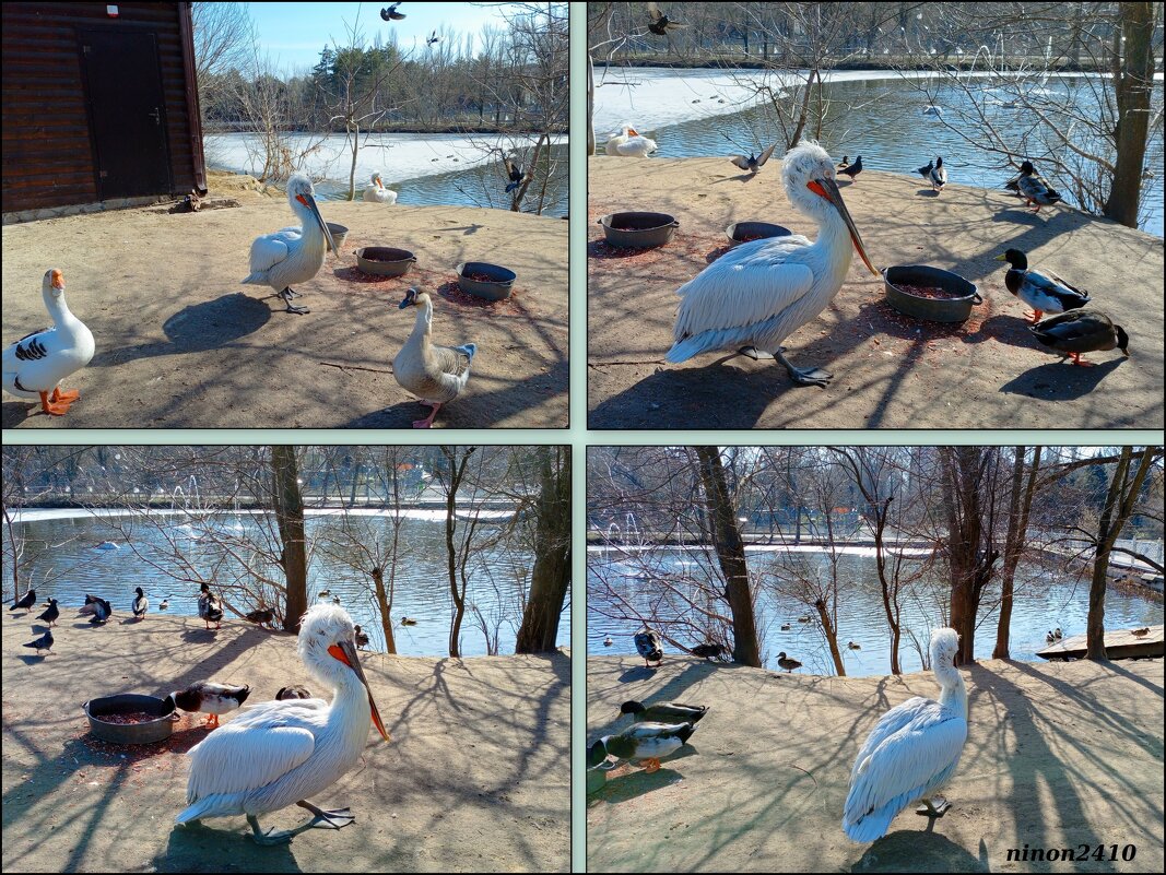 Март в ростовском зоопарке - Нина Бутко