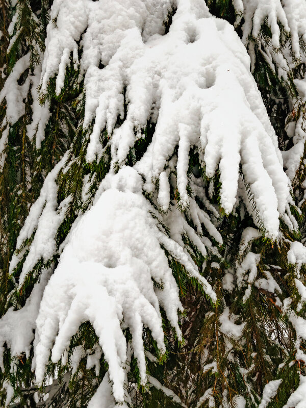 Еловые лапы. - Игорь Викторов