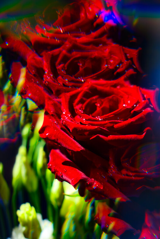 Роза, через призму хрусталя - Илья Шенгелия