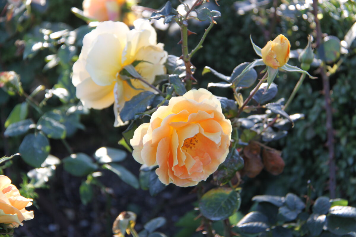 ВСЕХ ДЕВУШЕК С 8 МАРТА!!! - Елена Даньшина