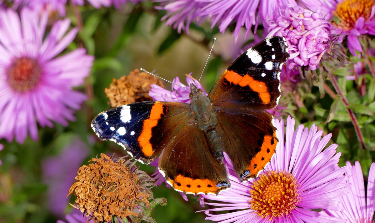 опять про бабочек...529 - Александр Прокудин