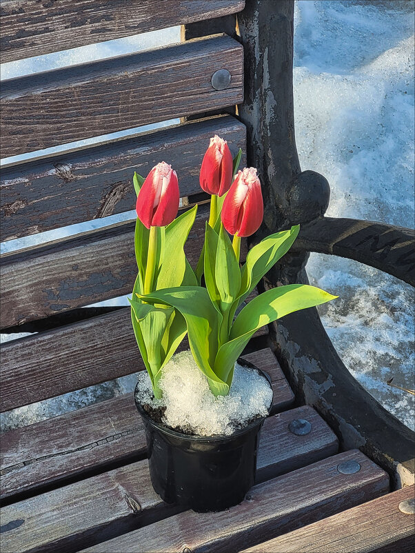 Три тюльпана (завтра 8 марта) - Татьяна Машошина