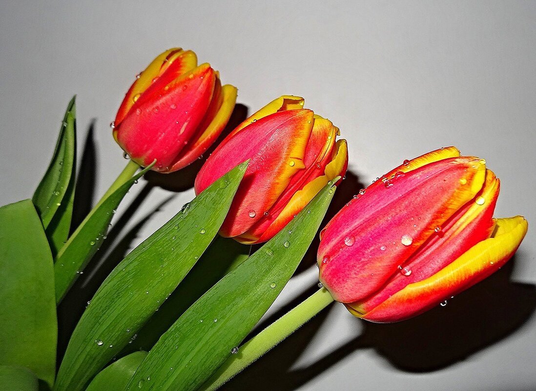 Тюльпаны к празднику - Наталья ***