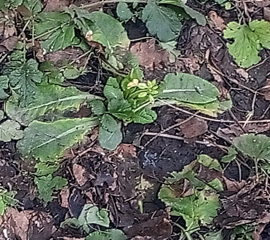 Примула - Сапсан 