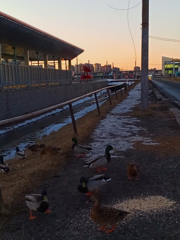 Утки - Сапсан 