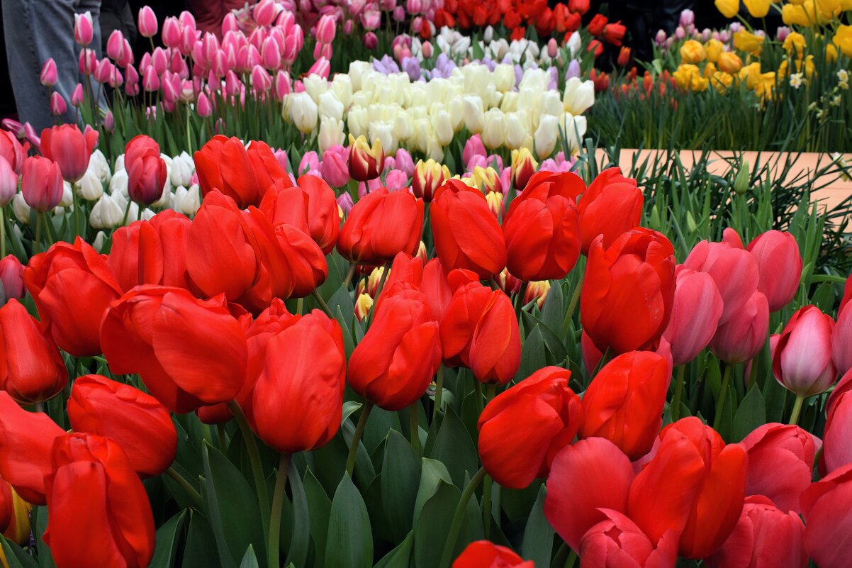 Пусть тюльпаны подарят вам НЕЖНОСТЬ! - Татьяна Помогалова