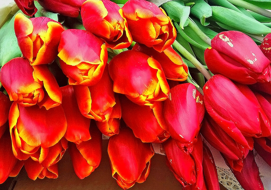 С весенним прекрасным праздником, милые женщины! - Валентина  Нефёдова 