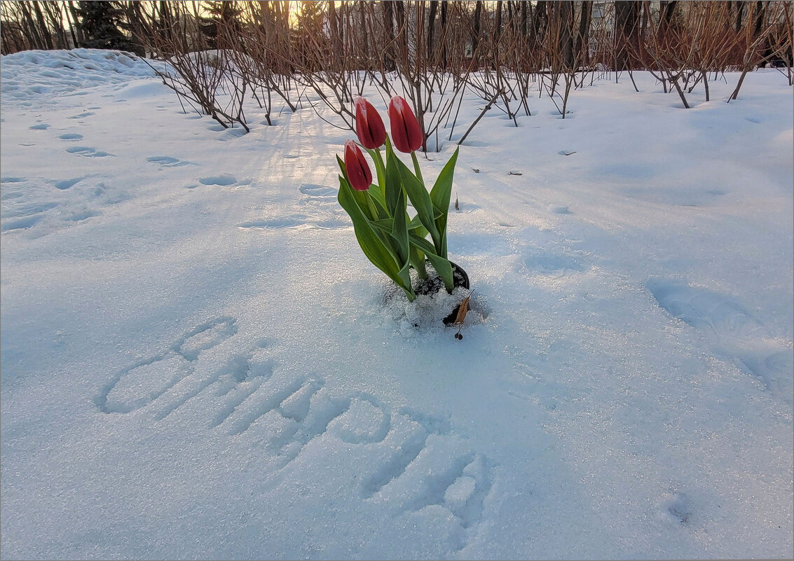 Дорогие подруги, поздравляю с нашим Женским Днём! - Татьяна Машошина