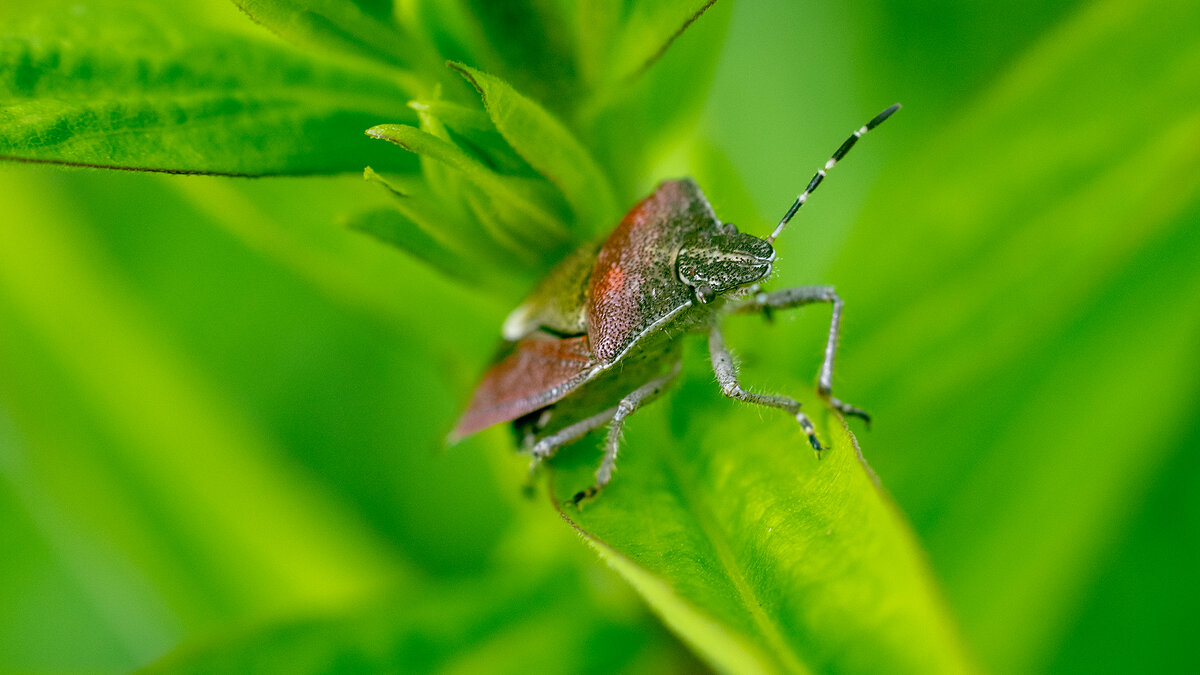 В траве сидел... - Владимир Лазарев