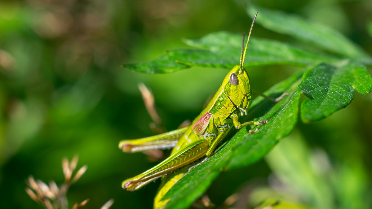 В траве сидел... - Владимир Лазарев