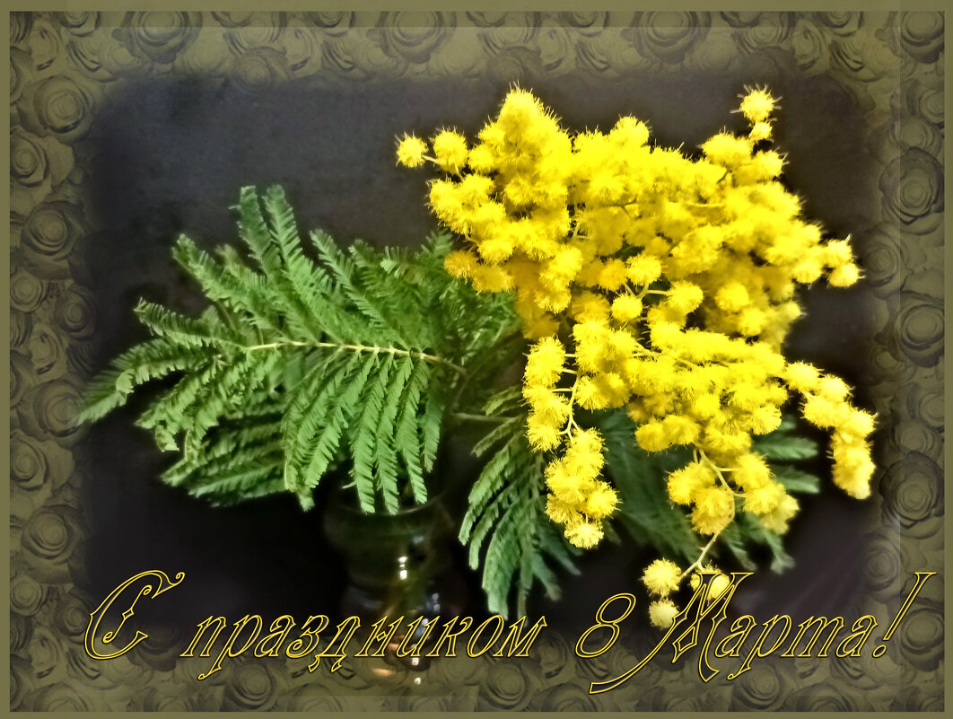 Мимоза - Veera V